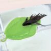 Betta Leaf