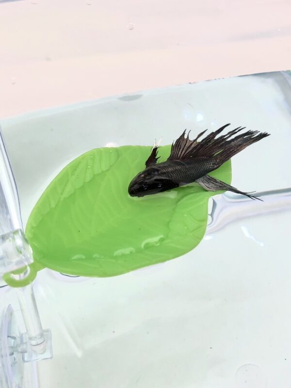 Betta Leaf