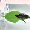 Betta Leaf