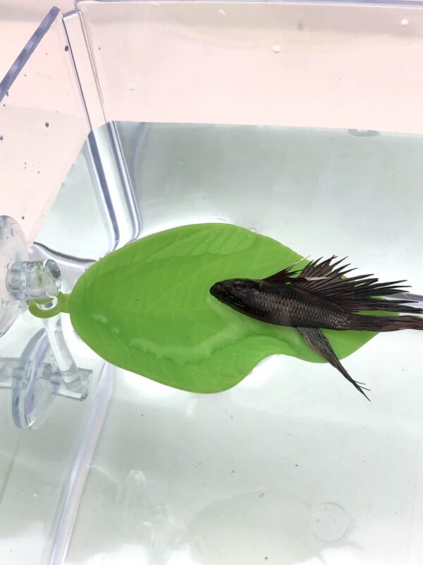 Betta Leaf