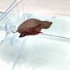 Betta Leaf