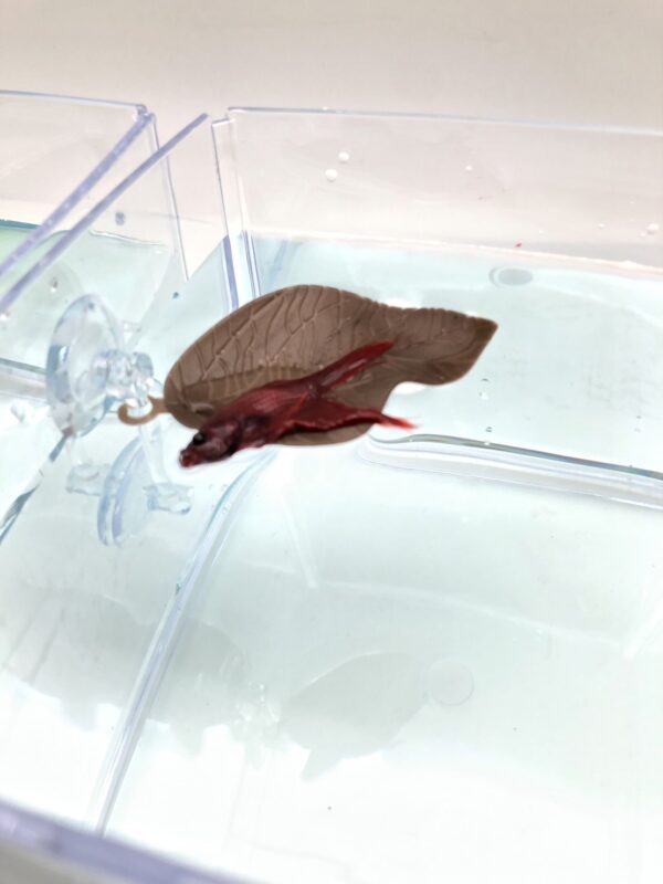 Betta Leaf